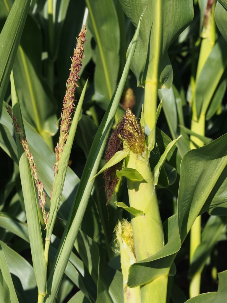 Green ear of corn on stalk